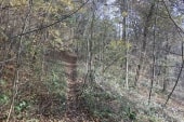Bois de St Gervais et golf